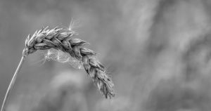 16613_Fotograf_Anni Hesselholt_Waiting for Harvest_